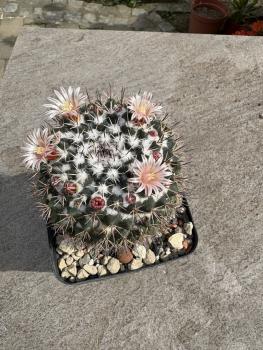 Mammillaria spec.
